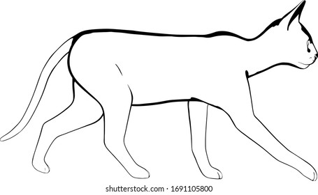 Cat sketch on a white background. Sphynx silhouette vector - Shutterstock ID 1691105800