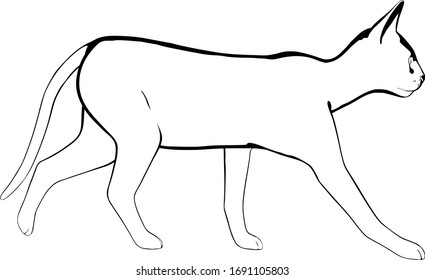 Cat sketch on a white background. Sphynx silhouette vector