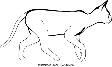 Cat sketch on a white background. Sphynx silhouette vector