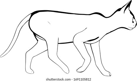 Cat sketch on a white background. Sphynx silhouette vector