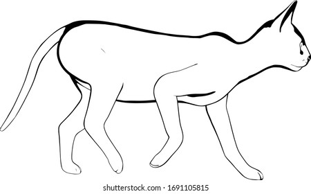Cat sketch on a white background. Sphynx silhouette vector