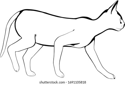Cat sketch on a white background. Sphynx silhouette vector