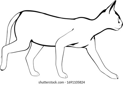 Dibujo de un gato sobre fondo blanco. Vector de silueta Sfinx