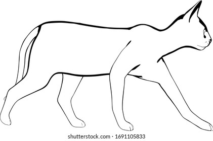 Dibujo de un gato sobre fondo blanco. Vector de silueta Sfinx