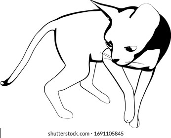 Cat sketch on a white background. Sphynx silhouette vector