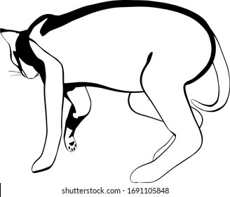 Cat sketch on a white background. Sphynx silhouette vector