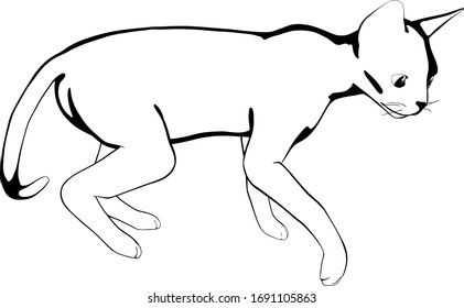 Cat sketch on a white background. Sphynx silhouette vector