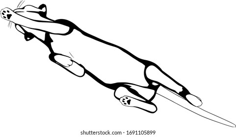 Cat sketch on a white background. Sphynx silhouette vector
