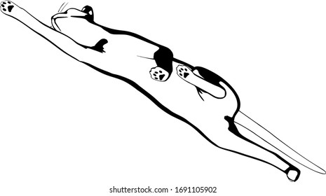Cat sketch on a white background. Sphynx silhouette vector