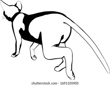 Cat sketch on a white background. Sphynx silhouette vector
