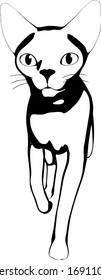 Cat sketch on a white background. Sphynx silhouette vector