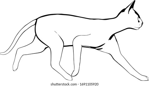 Cat sketch on a white background. Sphynx silhouette vector