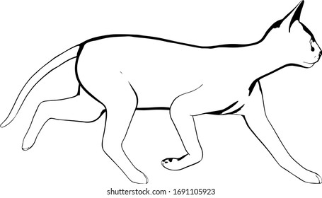 Dibujo de un gato sobre fondo blanco. Vector de silueta Sfinx