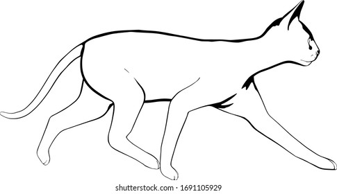 Cat sketch on a white background. Sphynx silhouette vector