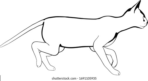 Cat sketch on a white background. Sphynx silhouette vector
