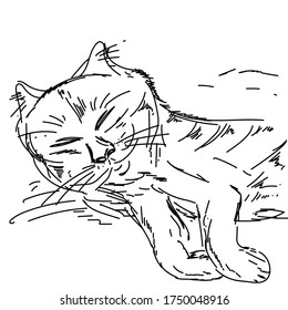 Cat sketch portrait, silhouette of a cat with a head and two front legs