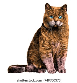 cat sketch vector graphics color picture