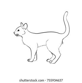 Cat Sketching Vector Illustration