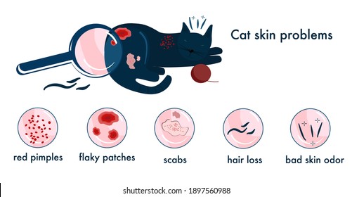 Cat skin problems.Infographics icons with different symptoms, allergy,itching and scabs.Feline healthcare. Horizontal veterinary banner.Zooming of hair loss,pimples.Animal parasites. Vector