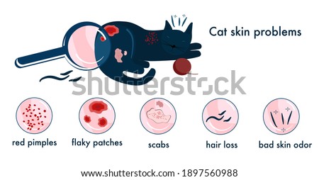 Cat skin problems.Infographics icons with different symptoms, allergy,itching and scabs.Feline healthcare. Horizontal veterinary banner.Zooming of hair loss,pimples.Animal parasites. Vector