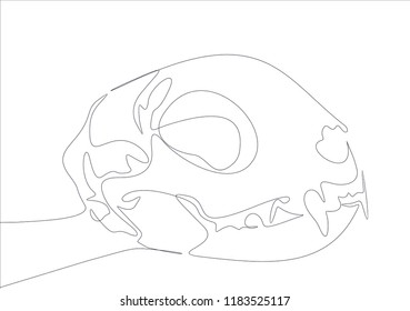 Cat skull. Continuous line
