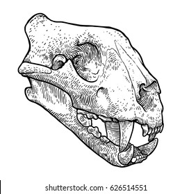 Cat skull illustration, drawing, engraving, ink, line art, vector