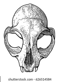 Cat skull illustration, drawing, engraving, ink, line art, vector