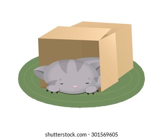 Cat sleeping in a box
