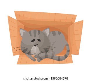 Cat Sleeping in Cardboard Box Vector Illustration. Kitty Inside Carton Box