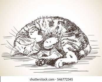 Cat sleeping curled up, Hand drawn illustration Vector sketch