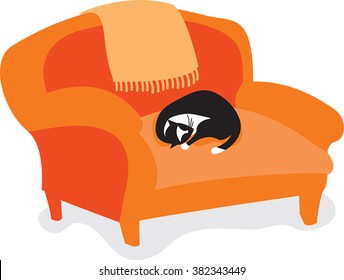 cat sleeping on chair
