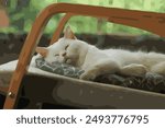 cat sleeping on chair vector