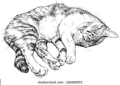 Cat sleeps - vector illustration isolated on white, stylized as engraving 
