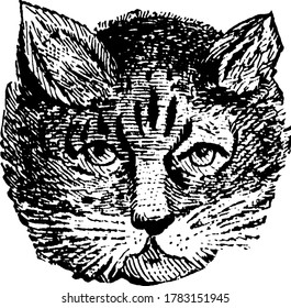 Vintage Cat Illustration Images Stock Photos Vectors Shutterstock