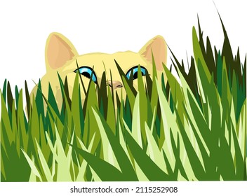 cat sneaks up on the grass stalking you vector.