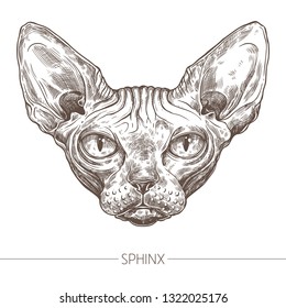 Cat sphinx vector hand drawn head. Sketch animal illuatration