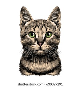 cat spotted striped head symmetrical sketch vector graphics color picture