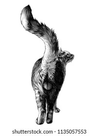 gato en posición de altura completa en la parte posterior del culo con cola elevada y genitales visibles de los huevos, esbozar gráficos vectoriales ilustración monocromática sobre fondo blanco