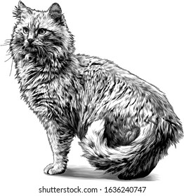 cat stands tall with tail tucked in, sketch vector graphics monochrome illustration on a white background