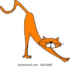 Cat Stretching
