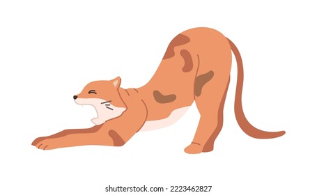 Cat stretching and yawning, isolated kitten with closed eyes awake from sleep. Feline animal, mammal with long tail and whiskers. Vector in flat style