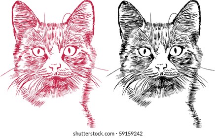 Cat - symbol of horoscope 2011