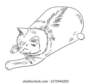Cat, top view, sketch vector illustration