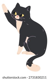 Cat touch something with paw. Cute pet pose