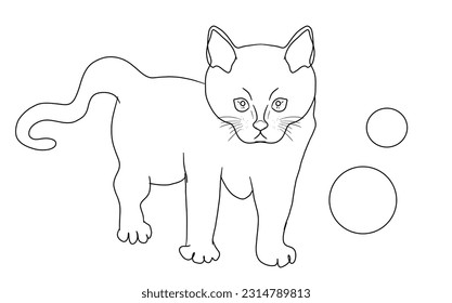gato y dos bolas sobre fondo blanco