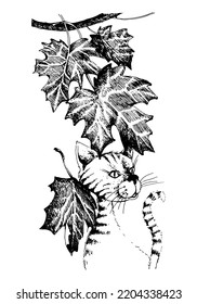 Cat under a maple branch in autumn. Line art sketch vector illustration