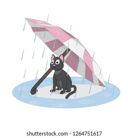 Cat under an umbrella, rain. Sad cat waiting for its owner.