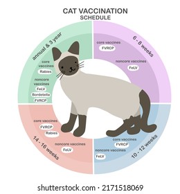 Cat vaccine schedule vector info-graphic illustration