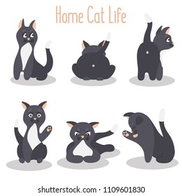 Cat in various poses color flat icons set