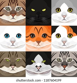 Cat vector Design